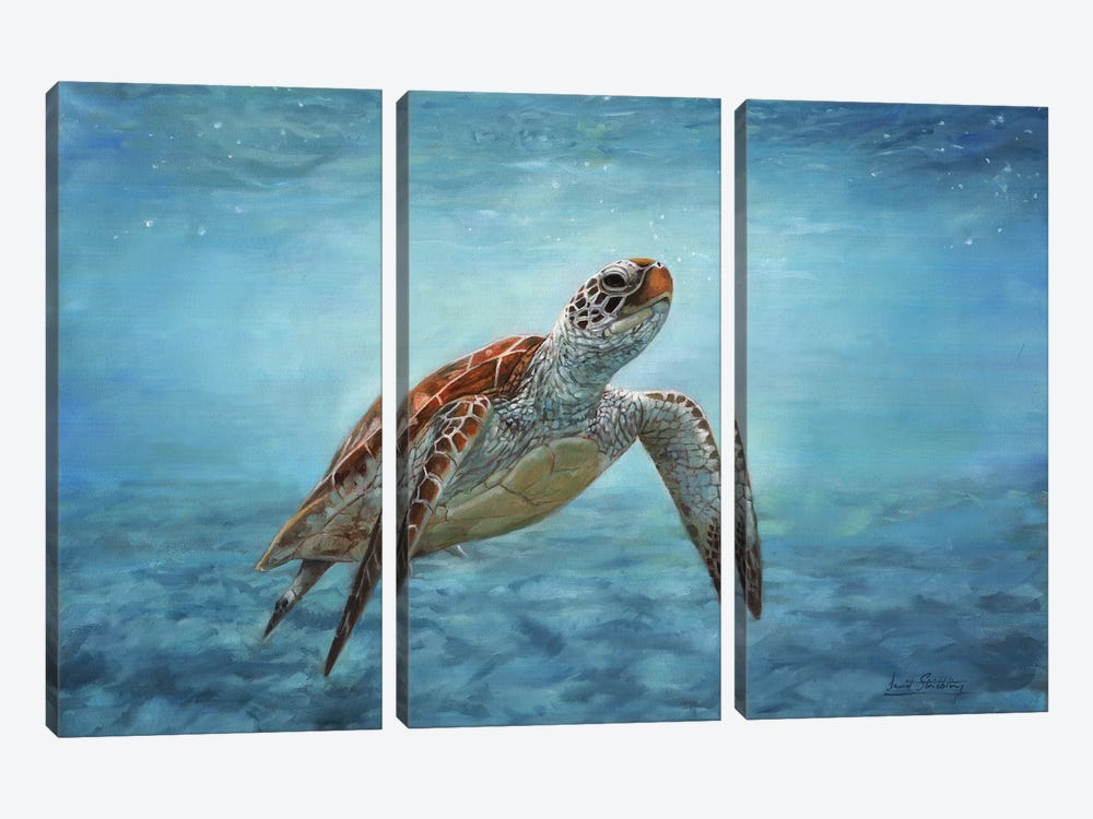 Sea Turtle by David Stribbling 3-piece Canvas Art