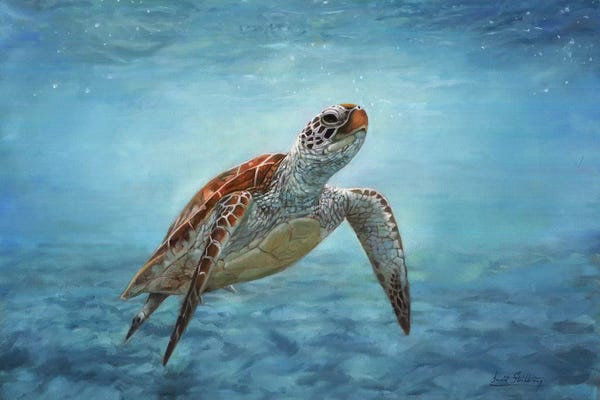 Turtles: Sea Turtle by David Stribbling