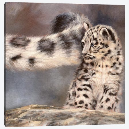 Side Swipe Snow Leopard Cub Canvas Print #STG93} by David Stribbling Canvas Art Print