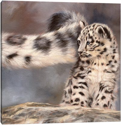 Side Swipe Snow Leopard Cub Canvas Art Print - David Stribbling