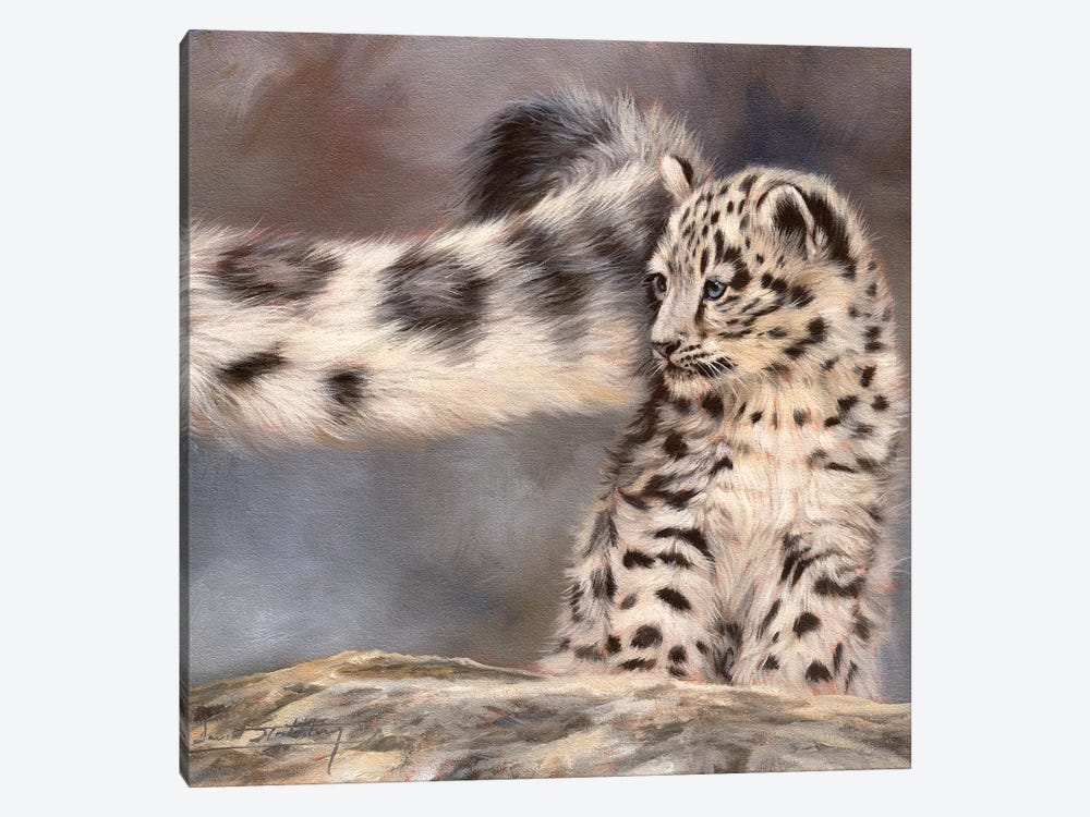 Side Swipe Snow Leopard Cub by David Stribbling 1-piece Canvas Print