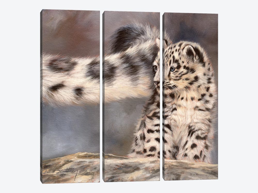 Side Swipe Snow Leopard Cub by David Stribbling 3-piece Canvas Art Print
