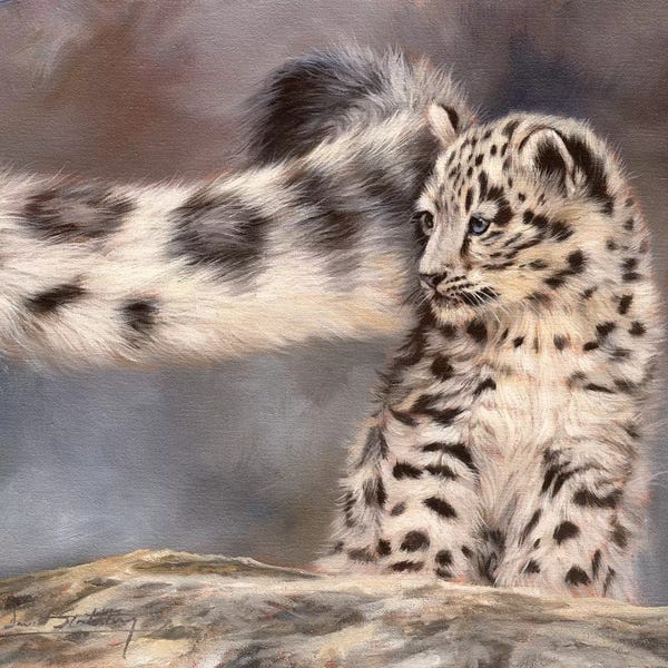 Leopards: Side Swipe Snow Leopard Cub by David Stribbling