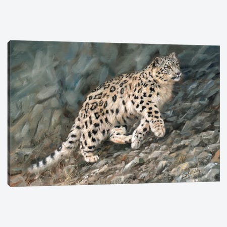 Snow Leopard Ascent Canvas Print #STG94} by David Stribbling Canvas Wall Art