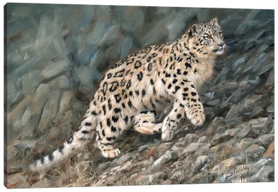 Snow Leopard Ascent Canvas Art Print - David Stribbling