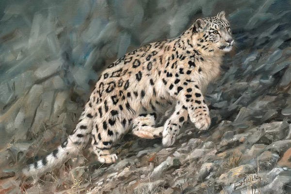 Leopards: Snow Leopard Ascent by David Stribbling