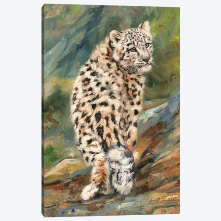 Snow Leopard Cub Looking Back Canvas Print #STG96} by David Stribbling Canvas Art