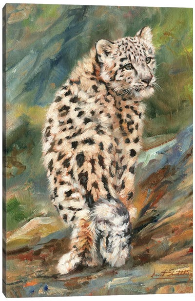 Snow Leopard Cub Looking Back Canvas Art Print - David Stribbling