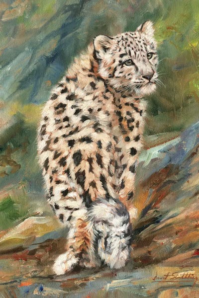 Leopards: Snow Leopard Cub Looking Back by David Stribbling