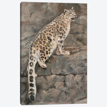 Snow Leopard I Canvas Print #STG97} by David Stribbling Canvas Art
