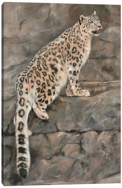 Snow Leopard I Canvas Art Print - David Stribbling