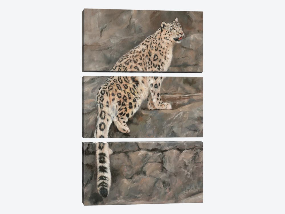 Snow Leopard I by David Stribbling 3-piece Canvas Print