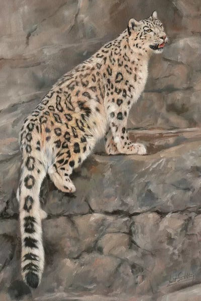 Leopards: Snow Leopard I by David Stribbling