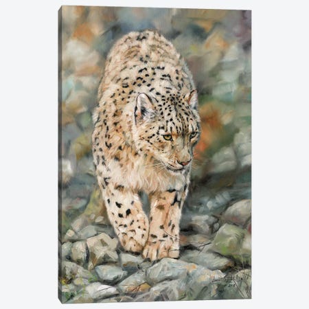 Snow Leopard II Canvas Print #STG98} by David Stribbling Canvas Print