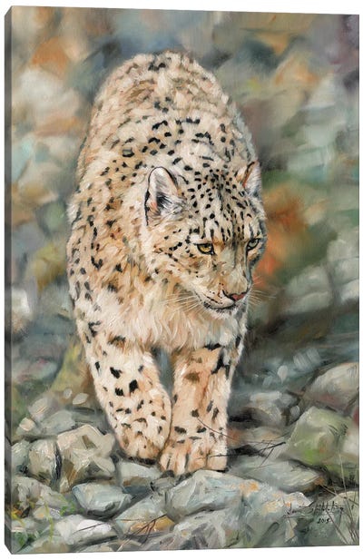 Snow Leopard II Canvas Art Print - David Stribbling