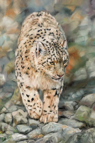 Leopards: Snow Leopard II by David Stribbling