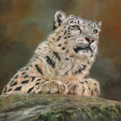 Snow Leopard On Rock by David Stribbling art print