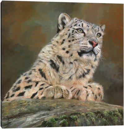 Snow Leopard On Rock Canvas Art Print - Leopard Art