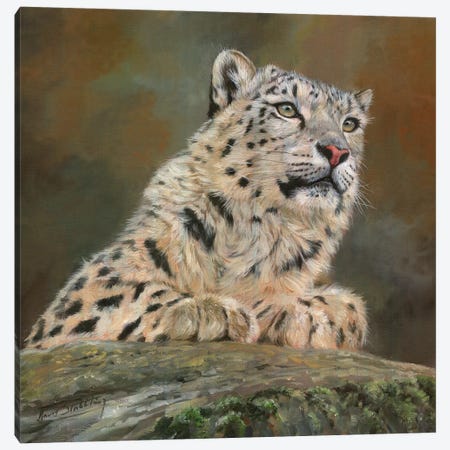Snow Leopard On Rock Canvas Print #STG99} by David Stribbling Canvas Print