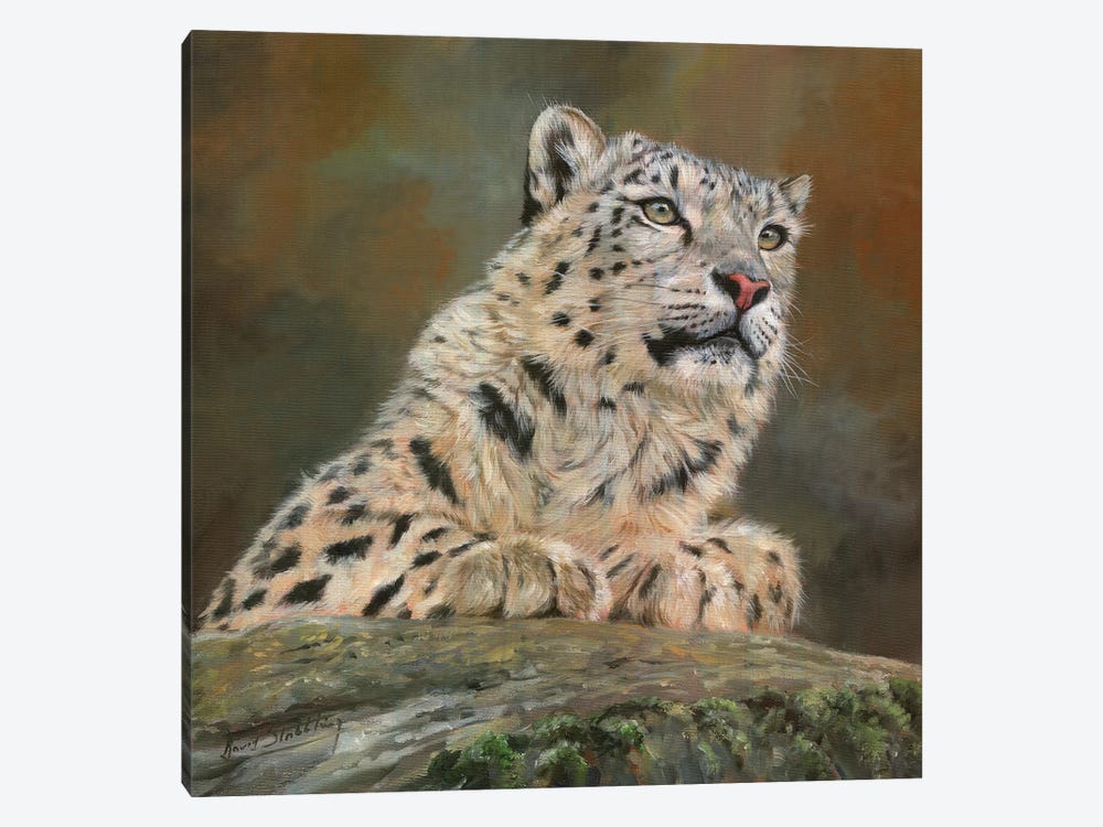 Snow Leopard On Rock by David Stribbling 1-piece Canvas Art Print