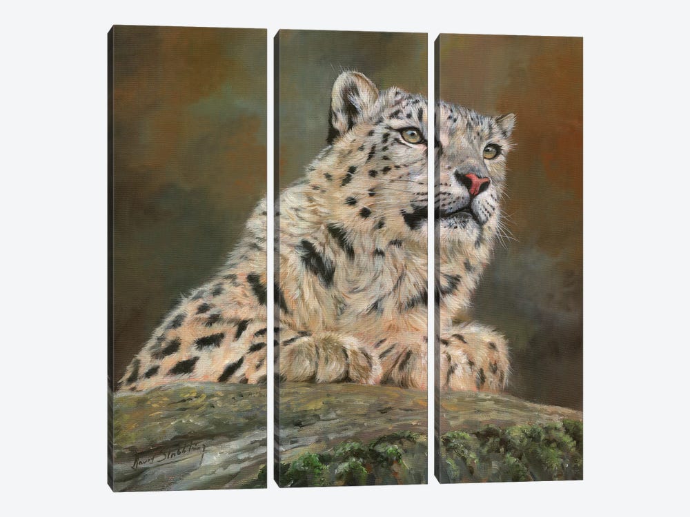 Snow Leopard On Rock by David Stribbling 3-piece Canvas Print