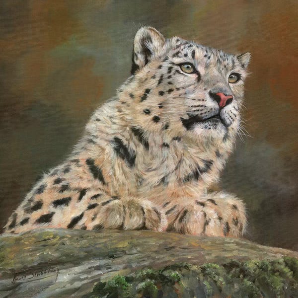 Snow Leopard On Rock