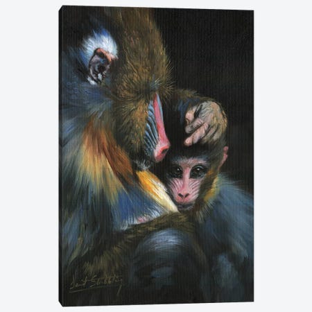Baboon Mother And Baby Canvas Print #STG9} by David Stribbling Canvas Print