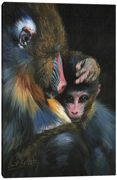 Baboon Mother And Baby Canvas Art Print - David Stribbling