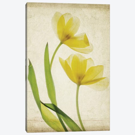 Parchment Flowers IV Canvas Print #STL10} by Judy Stalus Canvas Wall Art