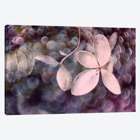 Purple Hydrangea Canvas Print #STL18} by Judy Stalus Canvas Wall Art
