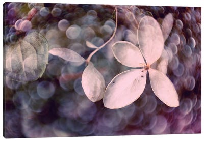 Purple Hydrangea Canvas Art Print
