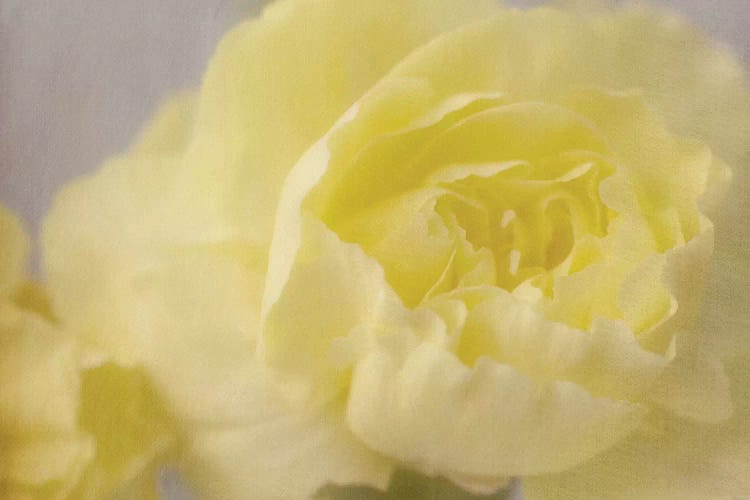 Rose Whisper III by Judy Stalus wall art
