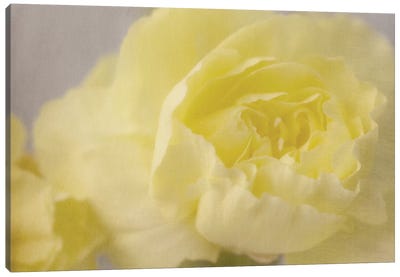 Rose Whisper III Canvas Art Print - Gray & Yellow Art