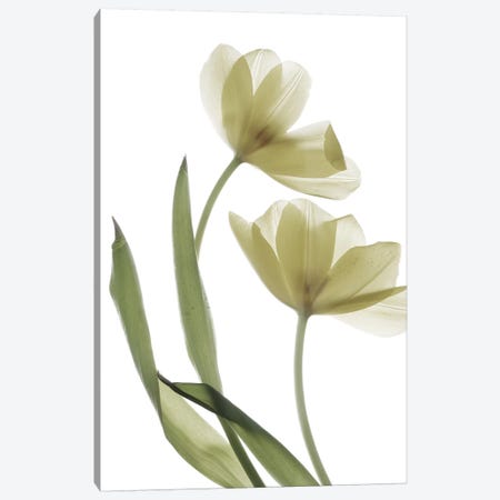 X-Ray Tulip I Canvas Print #STL26} by Judy Stalus Canvas Wall Art