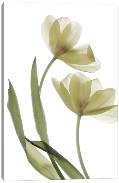 X-Ray Tulip I Canvas Art Print