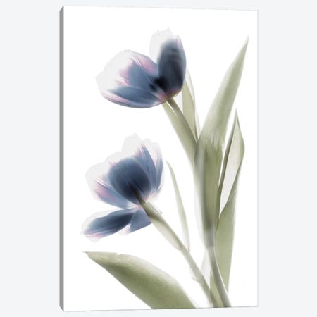 X-Ray Tulip V Canvas Print #STL31} by Judy Stalus Canvas Artwork