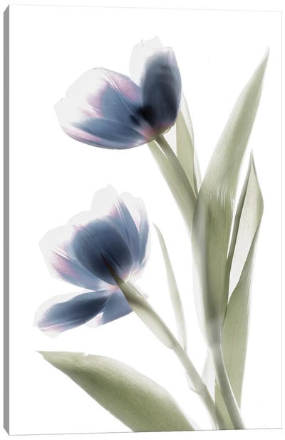X-Ray Tulip V Canvas Art Print