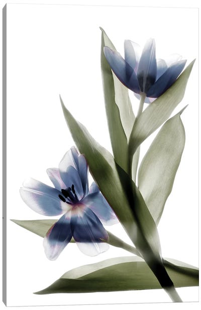 X-Ray Tulip VI Canvas Art Print