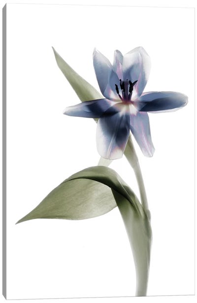 X-Ray Tulip VII Canvas Art Print