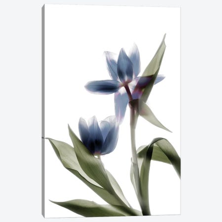 X-Ray Tulip VIII Canvas Print #STL34} by Judy Stalus Canvas Art Print