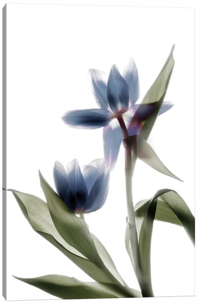 X-Ray Tulip VIII Canvas Art Print