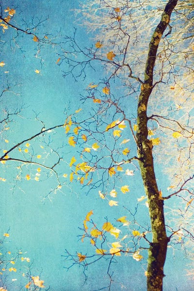 Judy Stalus: Autumn Tapestry III by Judy Stalus