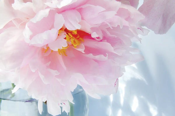 Peonies: Peony On Blue by Judy Stalus