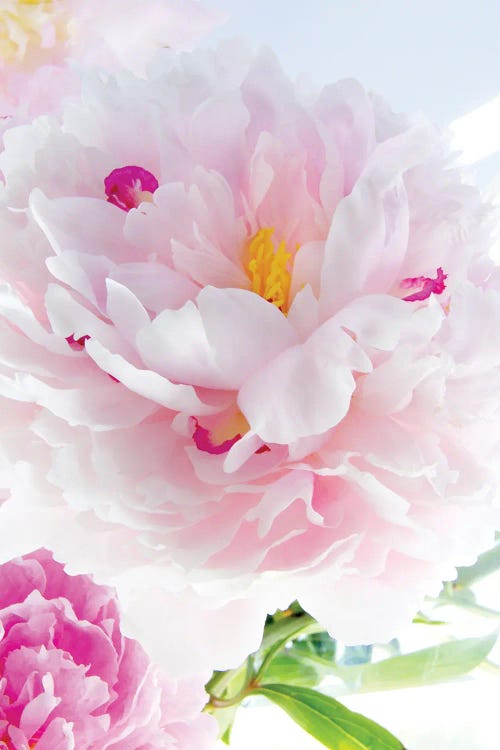 Perfect Peony