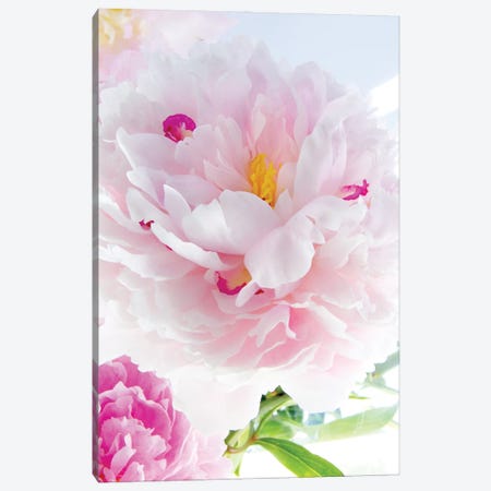 Perfect Peony Canvas Print #STL58} by Judy Stalus Canvas Artwork