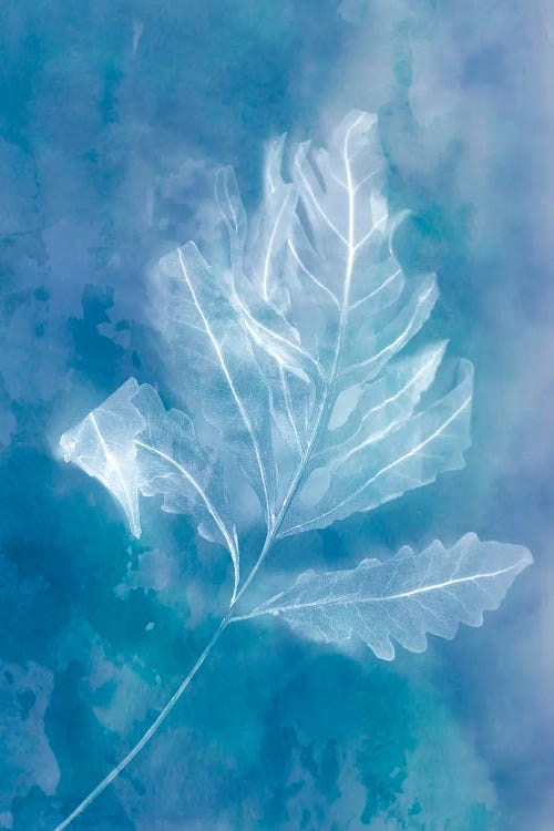 Autumn Leaf by Judy Stalus wall art