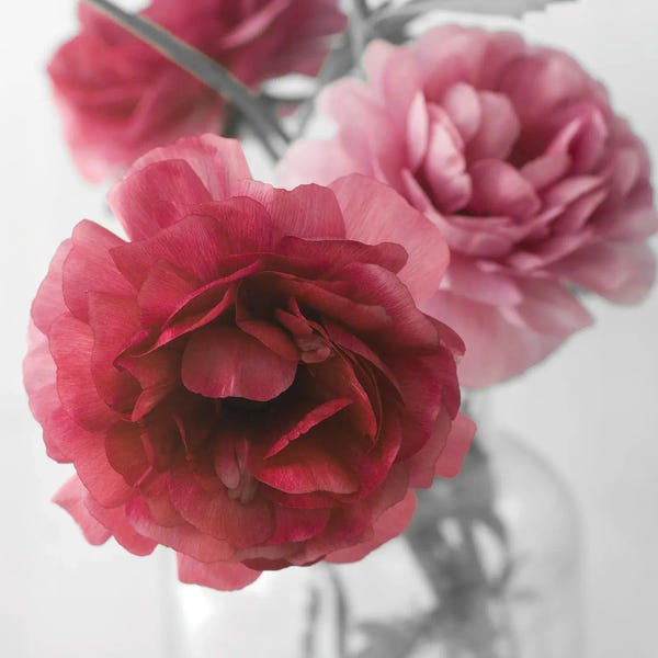 Judy Stalus: Blushing by Judy Stalus