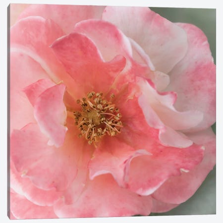 Coral Rose Canvas Print #STL62} by Judy Stalus Canvas Art Print