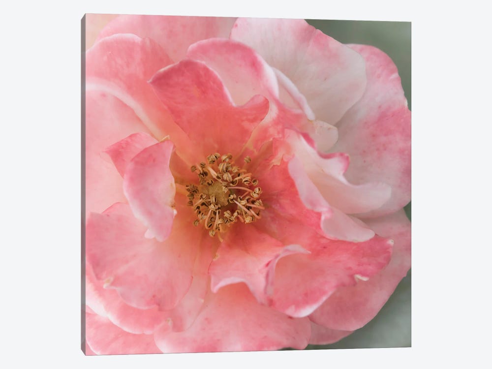 Coral Rose by Judy Stalus 1-piece Canvas Wall Art
