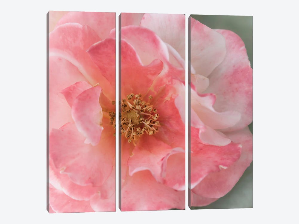 Coral Rose by Judy Stalus 3-piece Canvas Art
